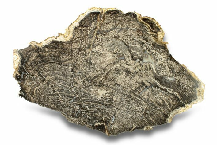 Devonian Petrified Wood From Oklahoma - Oldest True Wood #270160